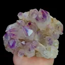 specimen video