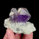specimen video