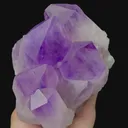 specimen video