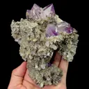 specimen video