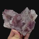 specimen video