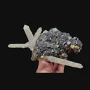 specimen video