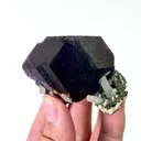 specimen video