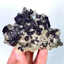 specimen video