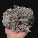 specimen video