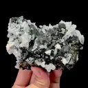 specimen video