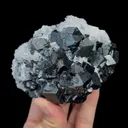 specimen video