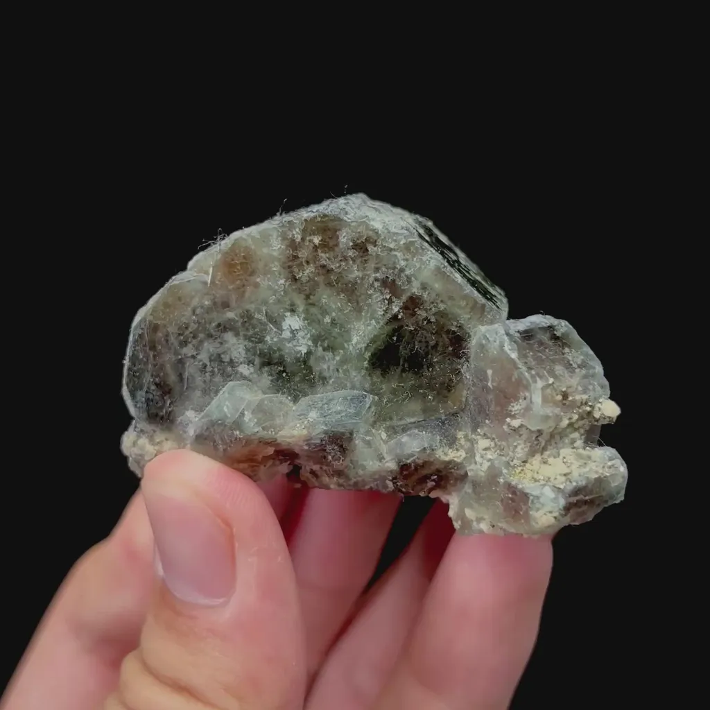 specimen video