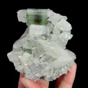 specimen video