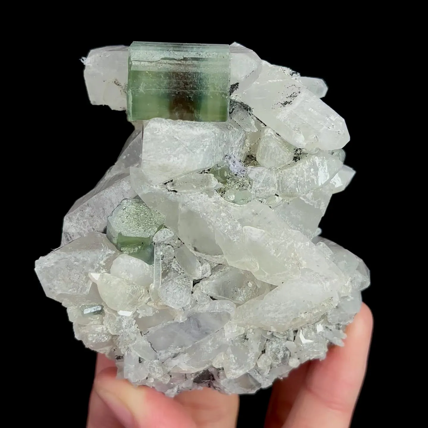 specimen video