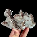specimen video