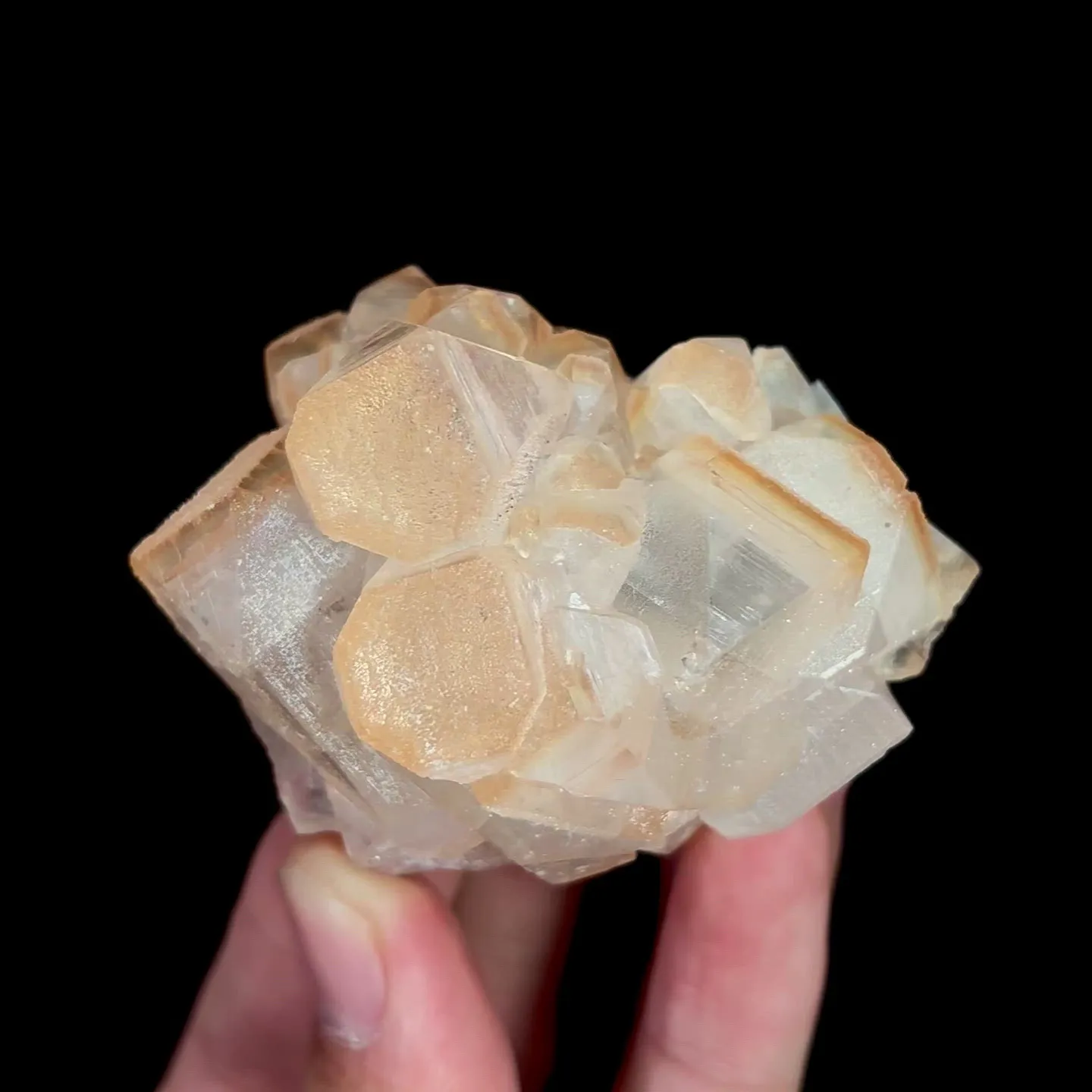 specimen video