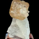 specimen video