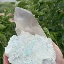 specimen video