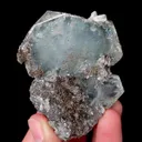 specimen video