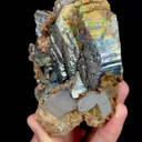specimen video