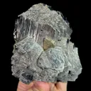 specimen video