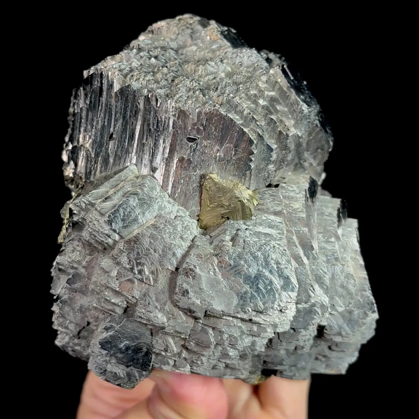 specimen video