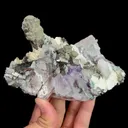 specimen video