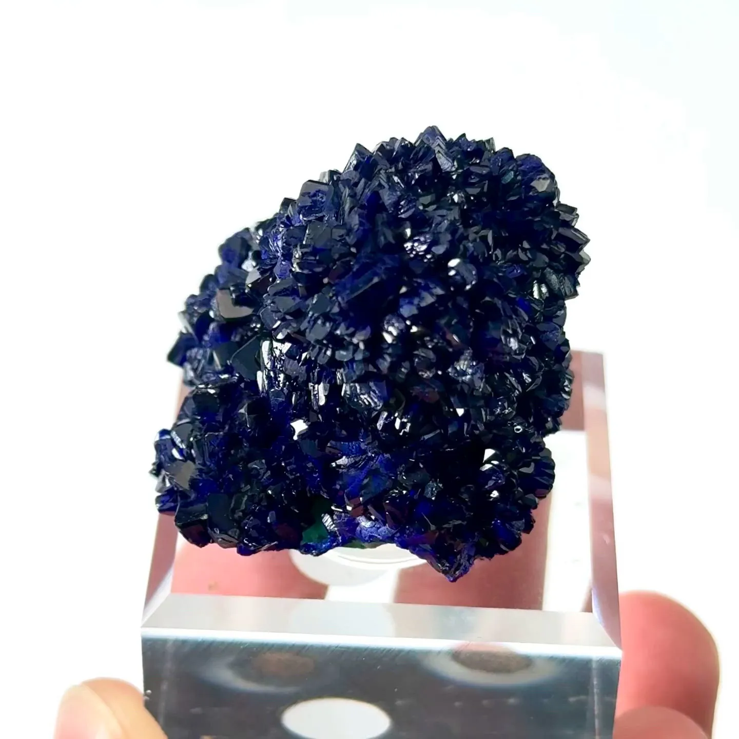 specimen video