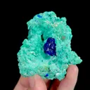 specimen video