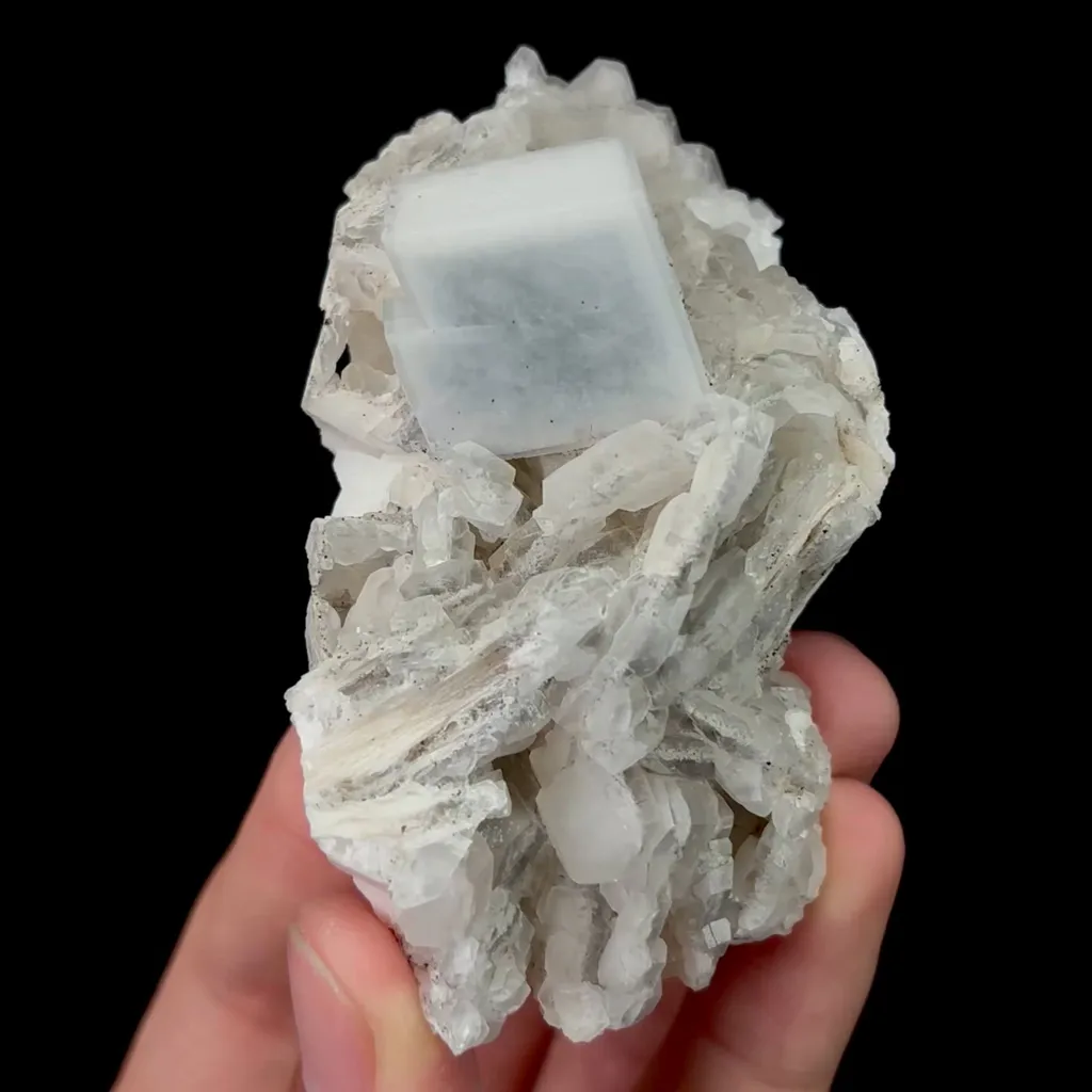 specimen video