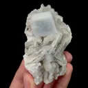 specimen video