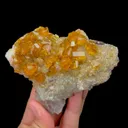 specimen video