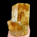 specimen video
