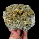 specimen video