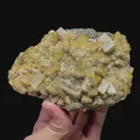 specimen video