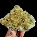 specimen video
