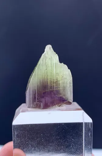 specimen video