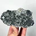 specimen video