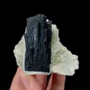 specimen video