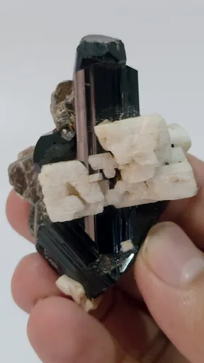 specimen video