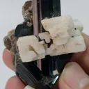 specimen video