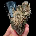 specimen video