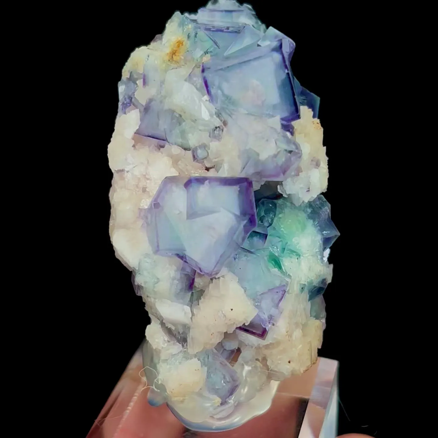 specimen video