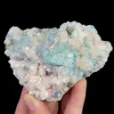 specimen video
