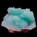 specimen video
