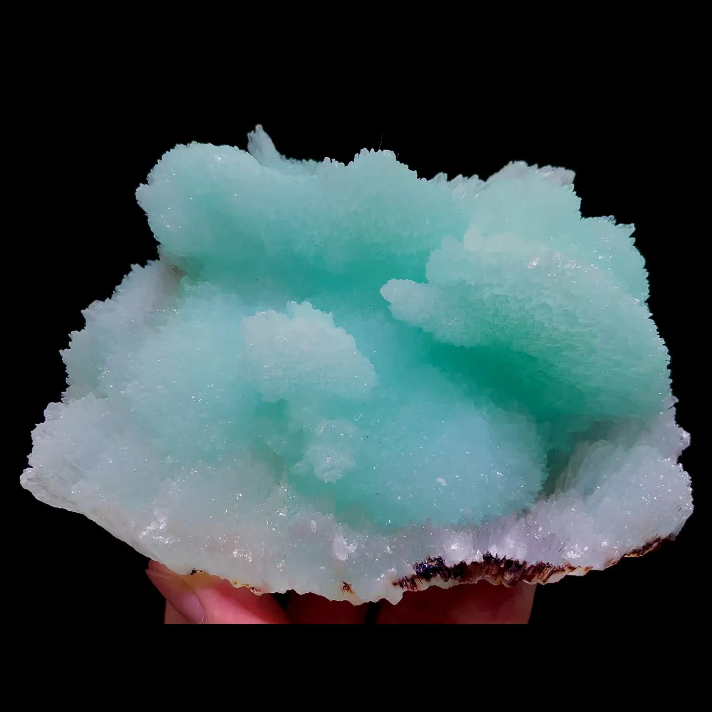 specimen video