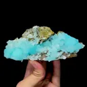 specimen video