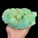 specimen video