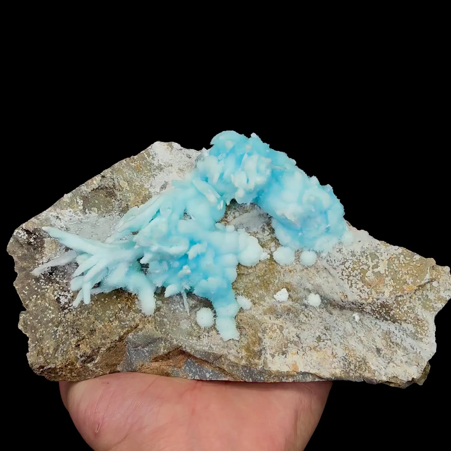 specimen video