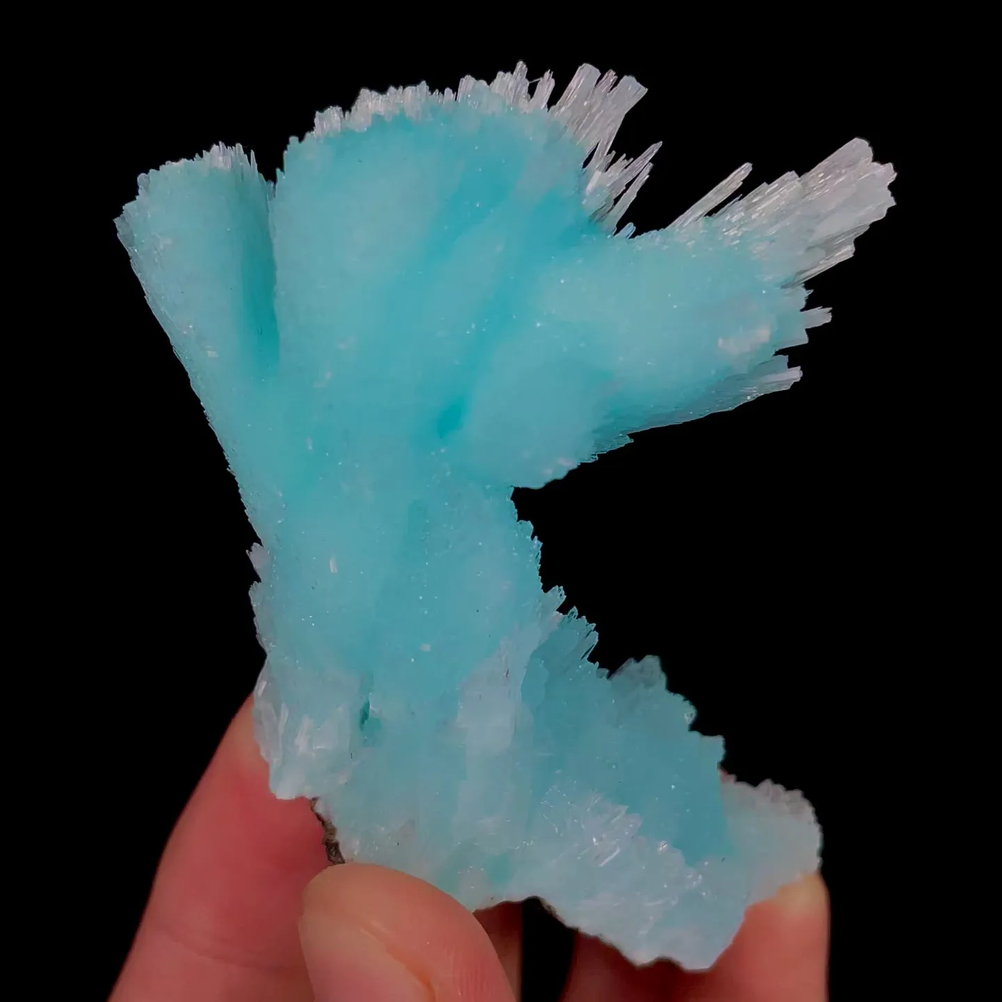 specimen video