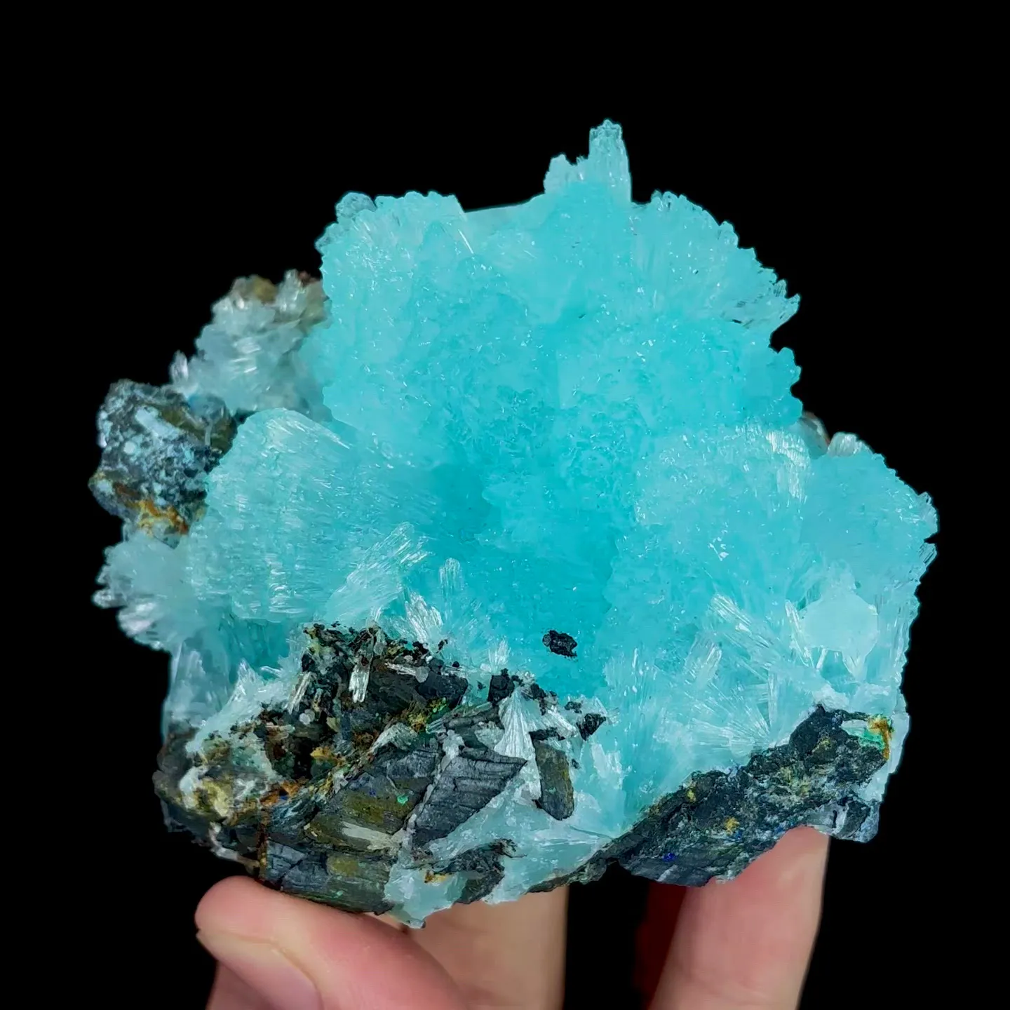 specimen video