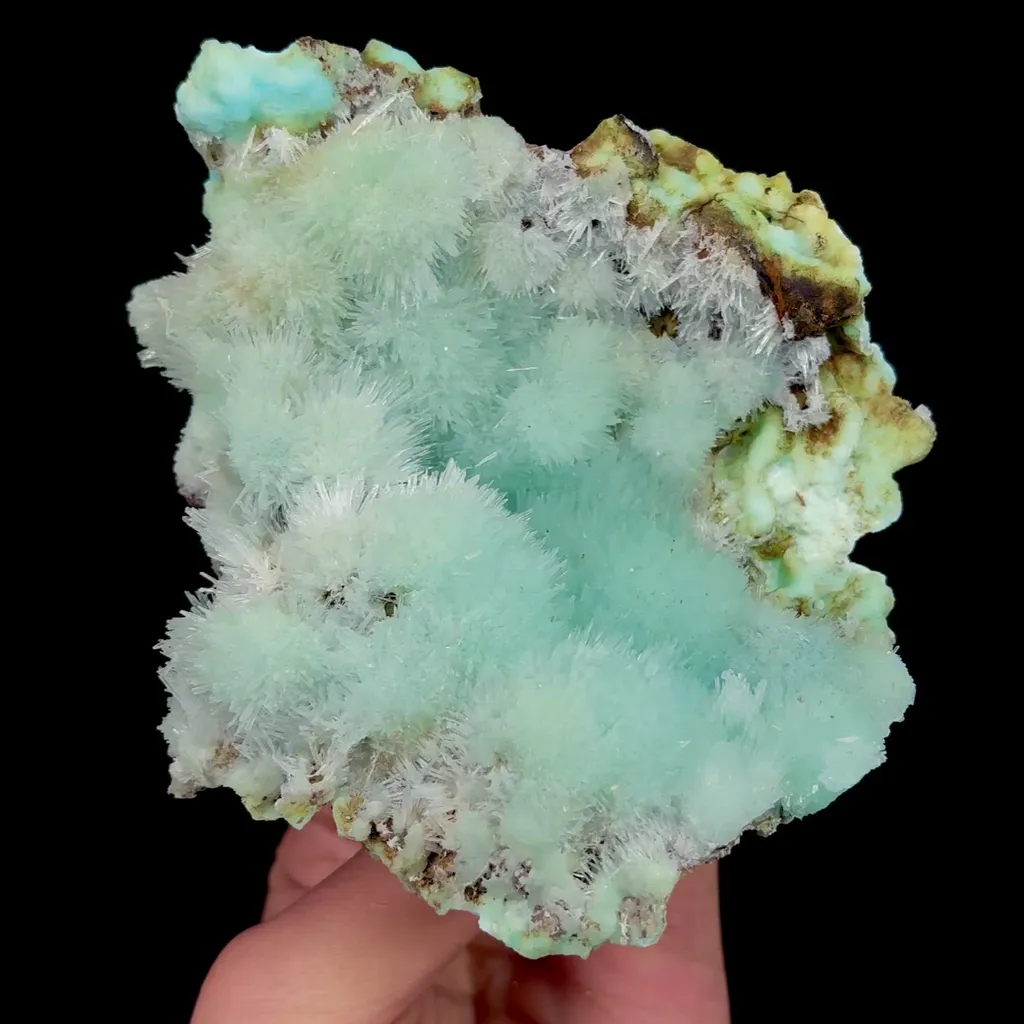 specimen video