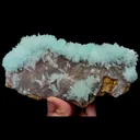 specimen video
