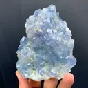 specimen video